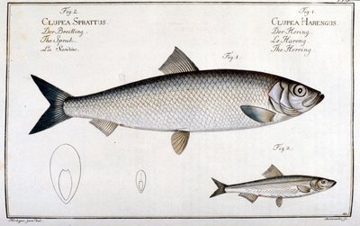 Natural history board: herring (1) and sardine (2) by Marc Elieser Bloch Ichtyologie Paris - Berlin - London 1787 by Unknown artist