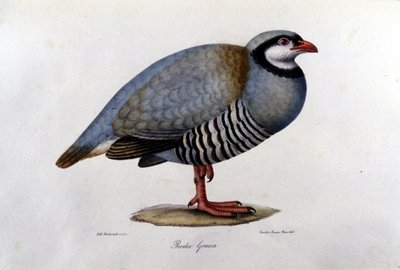 Natural history board representing a Greek partridge. 19th century engraving by Unknown artist