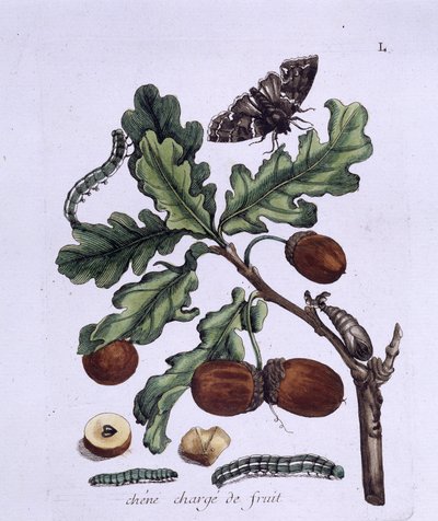 Oak fruit: acorns, butterflies and caterpillars by Unknown artist