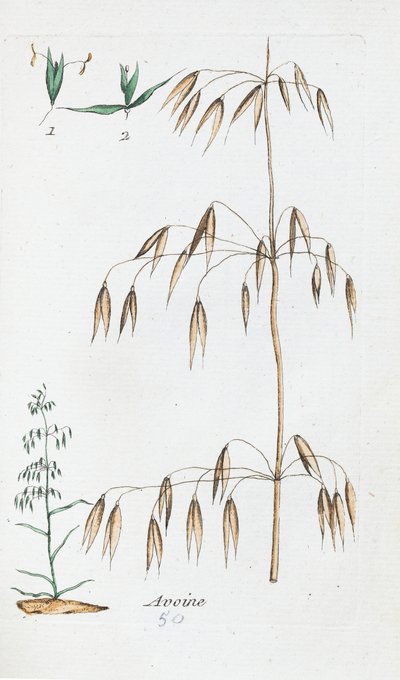 Oats by Unknown artist