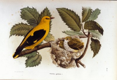 Ornithology: A Oriole Near the Nest of Its Young by Unknown artist
