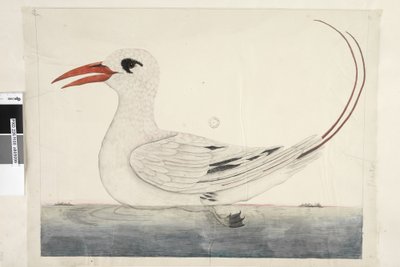 Page 100. Phaeton Red, Tailed Tropicbird Phaethon rubricauda by Unknown artist