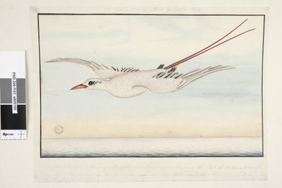 The Tropic Bird, 1791-92 by Unknown artist