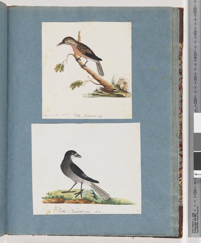 Page 103. Unidentified Bird. Honeyeater. Unidentified Bird by Unknown artist