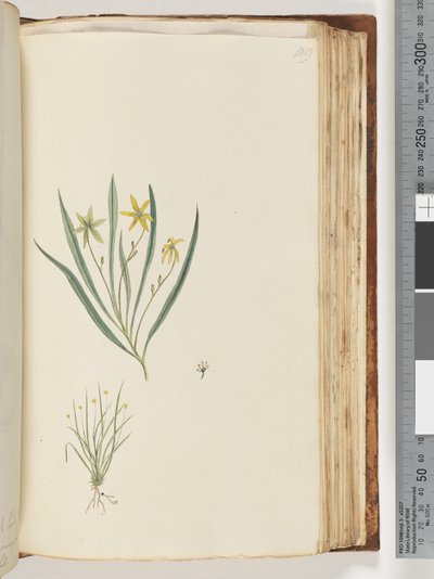 Page 109. No inscription. Unidentified plant by Unknown artist