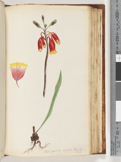 Page 110. Christmas Bell by Unknown artist