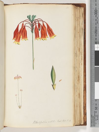 Blandfordia nobilis Exot. Bot. t. 4. Christmas Bell by Unknown artist