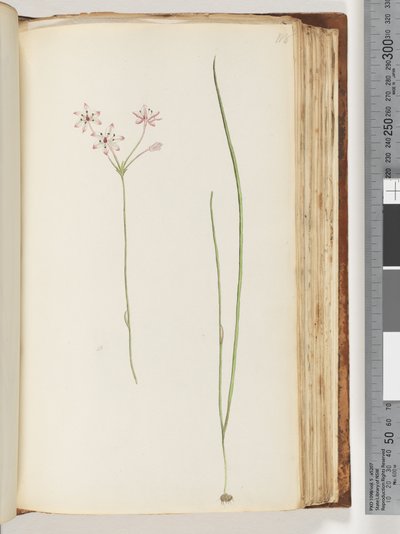 Page 118. Unidentified Plant by Unknown artist