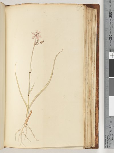 No inscription, unfinished drawing, unidentified plant by Unknown artist