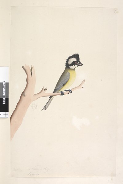 Crested Shrike Tit, 1791-92 by Unknown artist