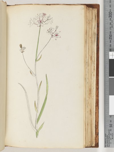 No inscription, unfinished drawing, unidentified plant by Unknown artist