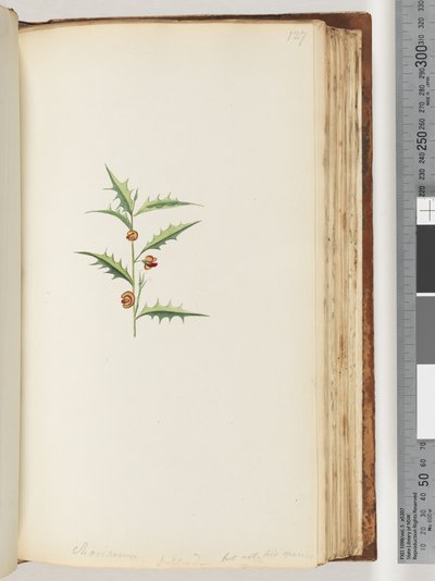 Page 127. Chorizema Billard (Not His Species) by Unknown artist