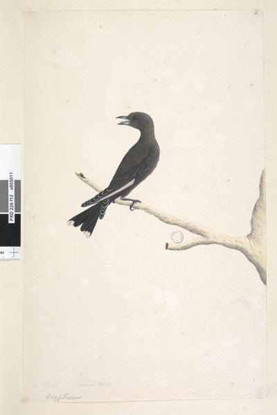 Page 12. Ocypterus. above title in different hand April, natural size Dusky Wood, Swallow Artamus cyanopterus by Unknown artist
