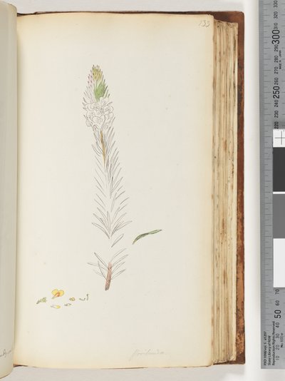 Page 133. Floribunda unfinished drawing by Unknown artist