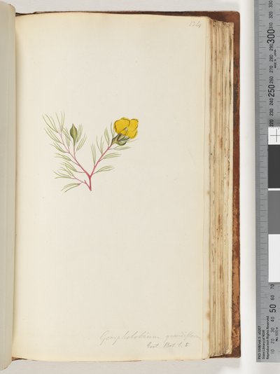 Page 134. Gompholobium grandiflorum / Exot. Bot. t. 5 by Unknown artist