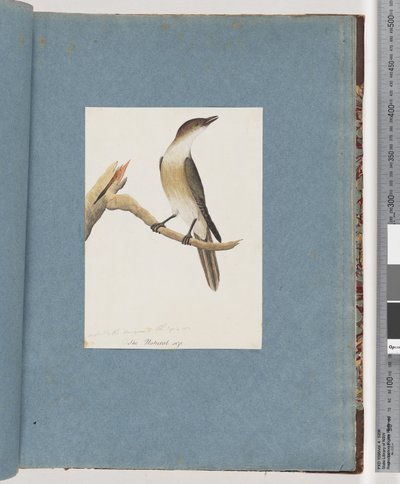 Unidentified Bird, Possibly the Harmonic Thrush by Unknown artist