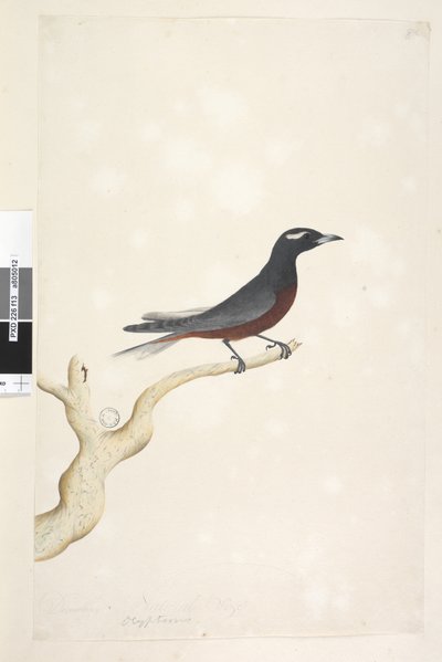 Page 13. Ocypterus. December. Natural size White, Browed Wood Swallow Artamus superciliosus, male by Unknown artist