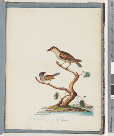 Page 140. Unidentified Bird, Red-browed Finch by Unknown artist
