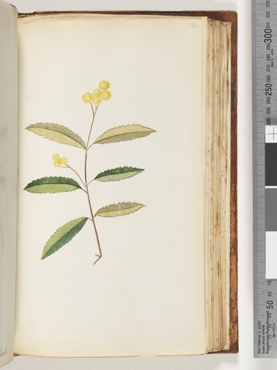 Page 140. Unidentified Flower, October 1794 by Unknown artist