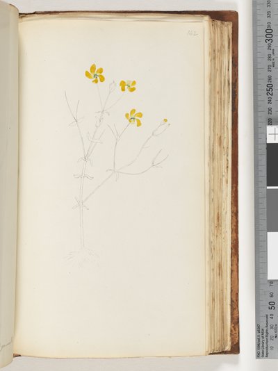 Page 142. Unfinished Drawing of Unidentified Plant by Unknown artist