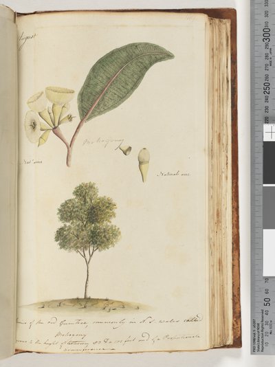 Page 149. Natural Size, A Species of the Red Gum Tree, Commonly in N.S.W Called, Mahogany by Unknown artist