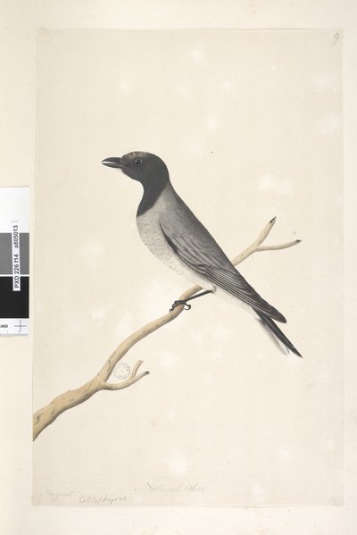 Page 14. Ceblephyris. above title in different hand August. Natural size Little Cuckoo, Shrike? Coracina robusta, 1791-92 by Unknown artist