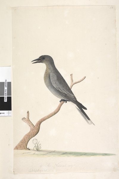 Natural Size Grey Currawong by Unknown artist