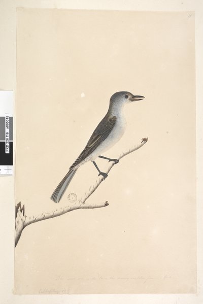 Grey Shrike Thrush, 1791-92 by Unknown artist