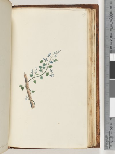 Page 179. Unidentified plant by Unknown artist