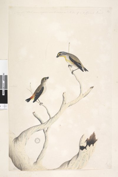 Spotted Pardalote and Eastern Striated Pardalote by Unknown artist