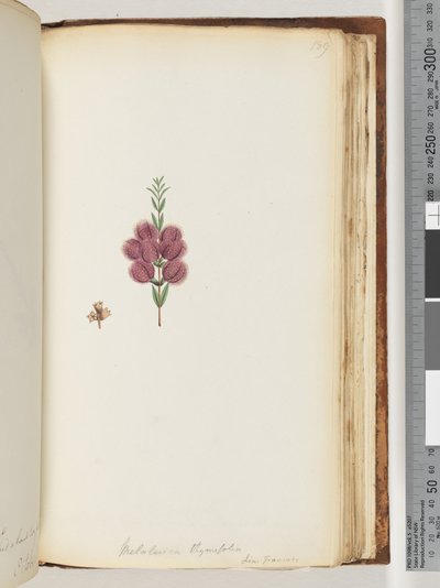 Page 189. Melaleuca thymifolia by Unknown artist