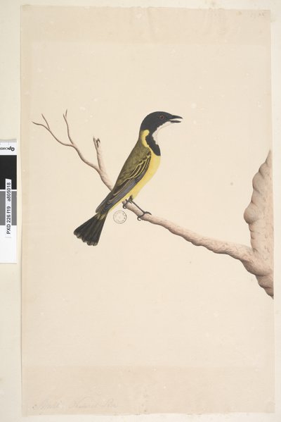 Natural Size Golden Whistler by Unknown artist