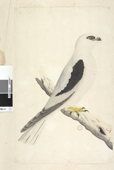 Falco, sighted in August. Black-shouldered Kite, 1791-92 by Unknown artist