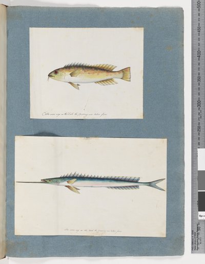 Unidentified fish by Unknown artist