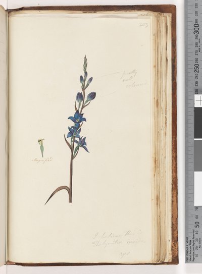 I Believe This Is Thelymitra Ixioides (Spotted Sun Orchid) by Unknown