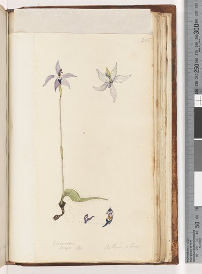 Page 205. Glossodia. Major On. Arethusa pilosa / Wax Lip Orchid by Unknown artist