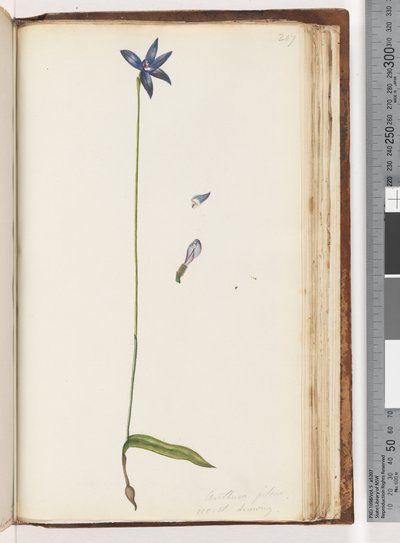 Arethusa Pilosa (Wax Lip Orchid) by Unknown