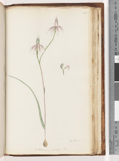 Page 208. Arethusa certe? Caladenia carnea / Pink Fingers Orchid by Unknown artist