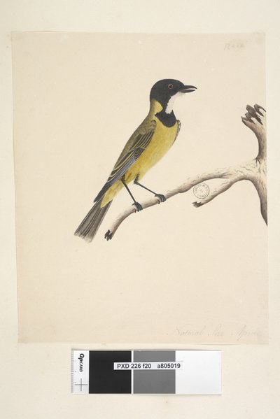 Golden Whistler by Unknown artist