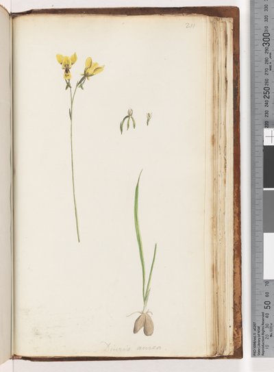 Page 211. Form of Diuris aurea / Golden Donkey Orchid by Unknown artist
