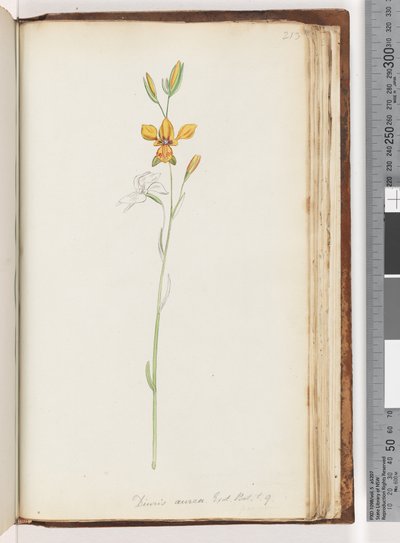 Page 213. Diuris Aurea, Exot. Bot. t. 9, Golden Donkey Orchid by Unknown artist