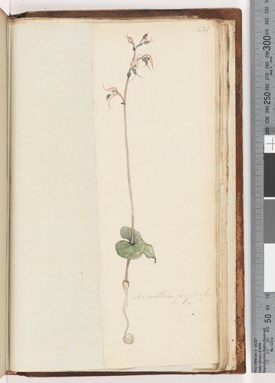 Page 221. Acianthus fornicatus Br Pixie Caps by Unknown artist