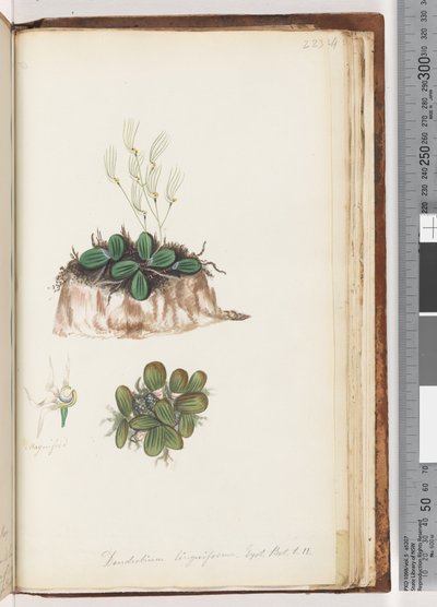 Page 223. Dendrobium linguiforme Tongue Orchid by Unknown artist