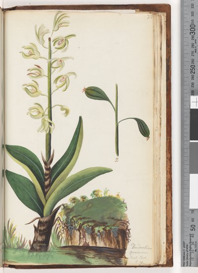 Page 225. Dendrobium speciosum Exot. Bot. t. 10 by Unknown artist