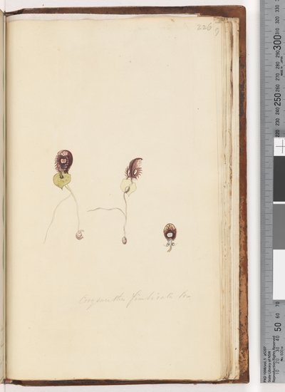 Page 226. Corysanthes fimbriata Fringed Helmet Orchid by Unknown artist