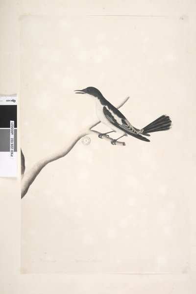 White-winged Triller, male, 1791-92 by Unknown artist