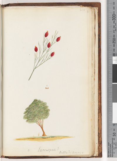 Exocarpus? Billard: Voyage / The Cherry of New South Wales by Unknown