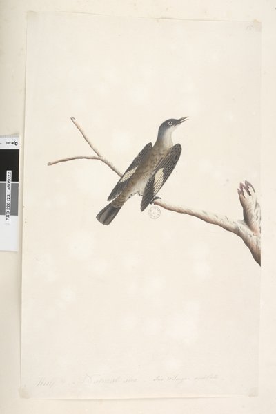 Brown Tree Creeper, 1791-92 by Unknown artist