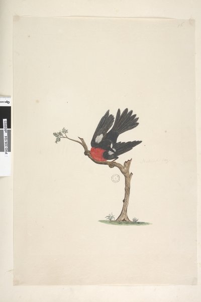 Page 24. Natural Size Scarlet Robin Petroica Multicolor, Male, Norfolk Island, 1791-92 by Unknown artist