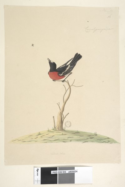 Scarlet Robin, male, 1791-92 by Unknown artist
